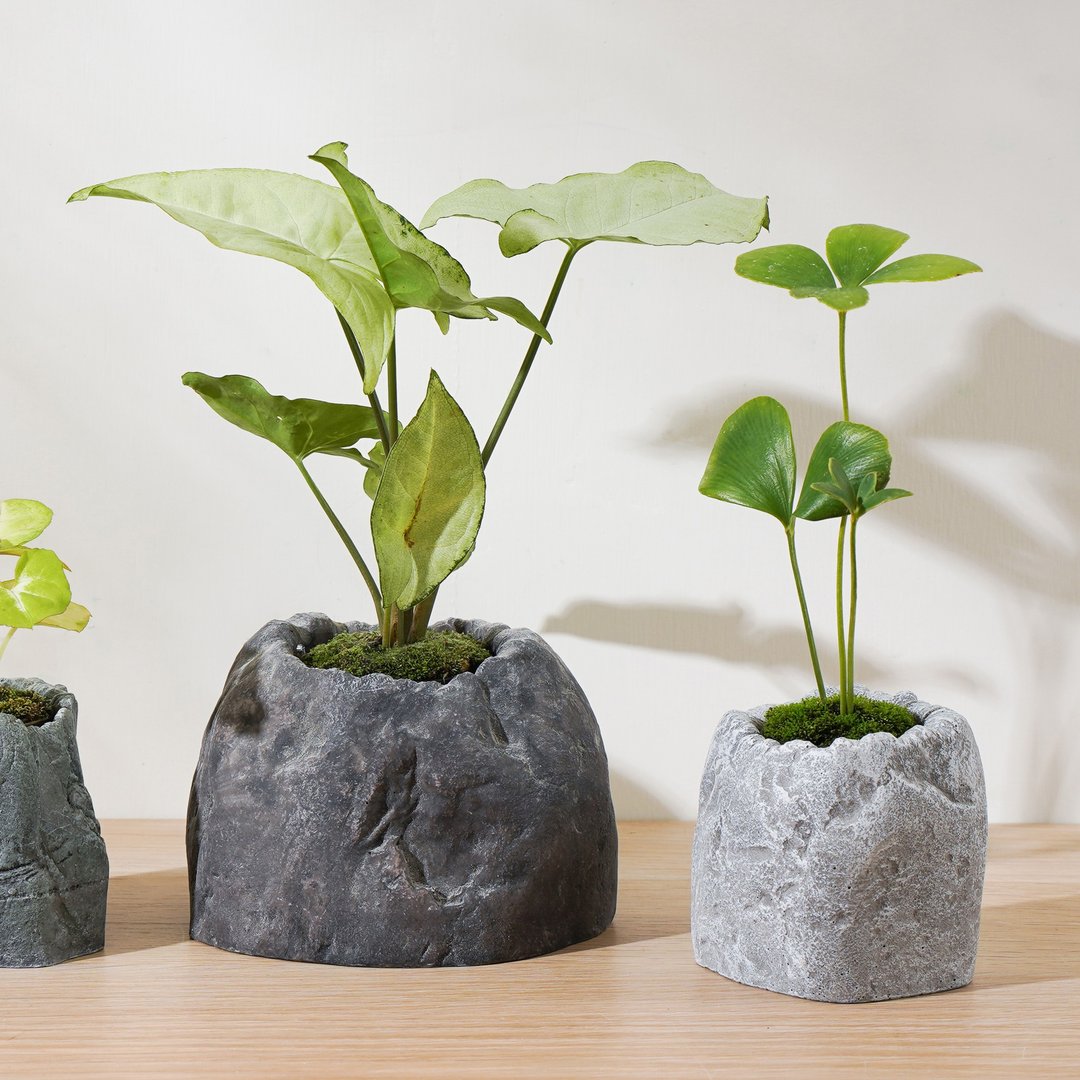 【观叶植物】幸运草铁树 白叶合果芋 室内  | 莳光 - 植栽/盆栽 - 植物．花 