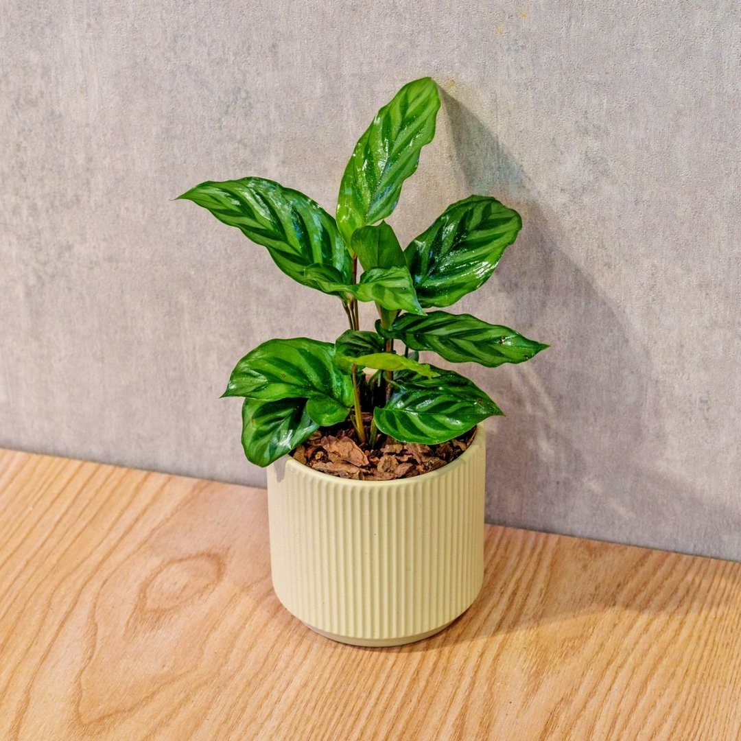 翠叶竹芋 莫兰迪色系直纹陶盆 室内植物 观叶植物 礼物 盆栽 交换 - 植栽/盆栽 - 植物．花 黄色