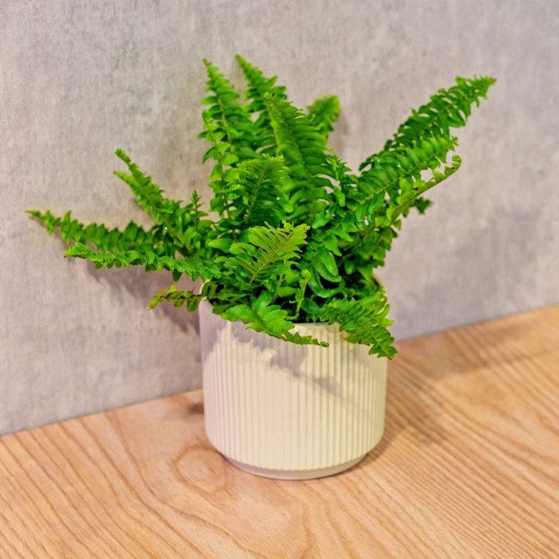 波士顿蕨 莫兰迪色系直纹陶盆 室内植物 观叶植物 礼物 盆栽 - 植栽/盆栽 - 植物．花 黄色
