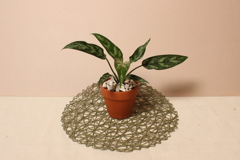 黑美人粗肋草 - 植栽/盆栽 - 植物．花 