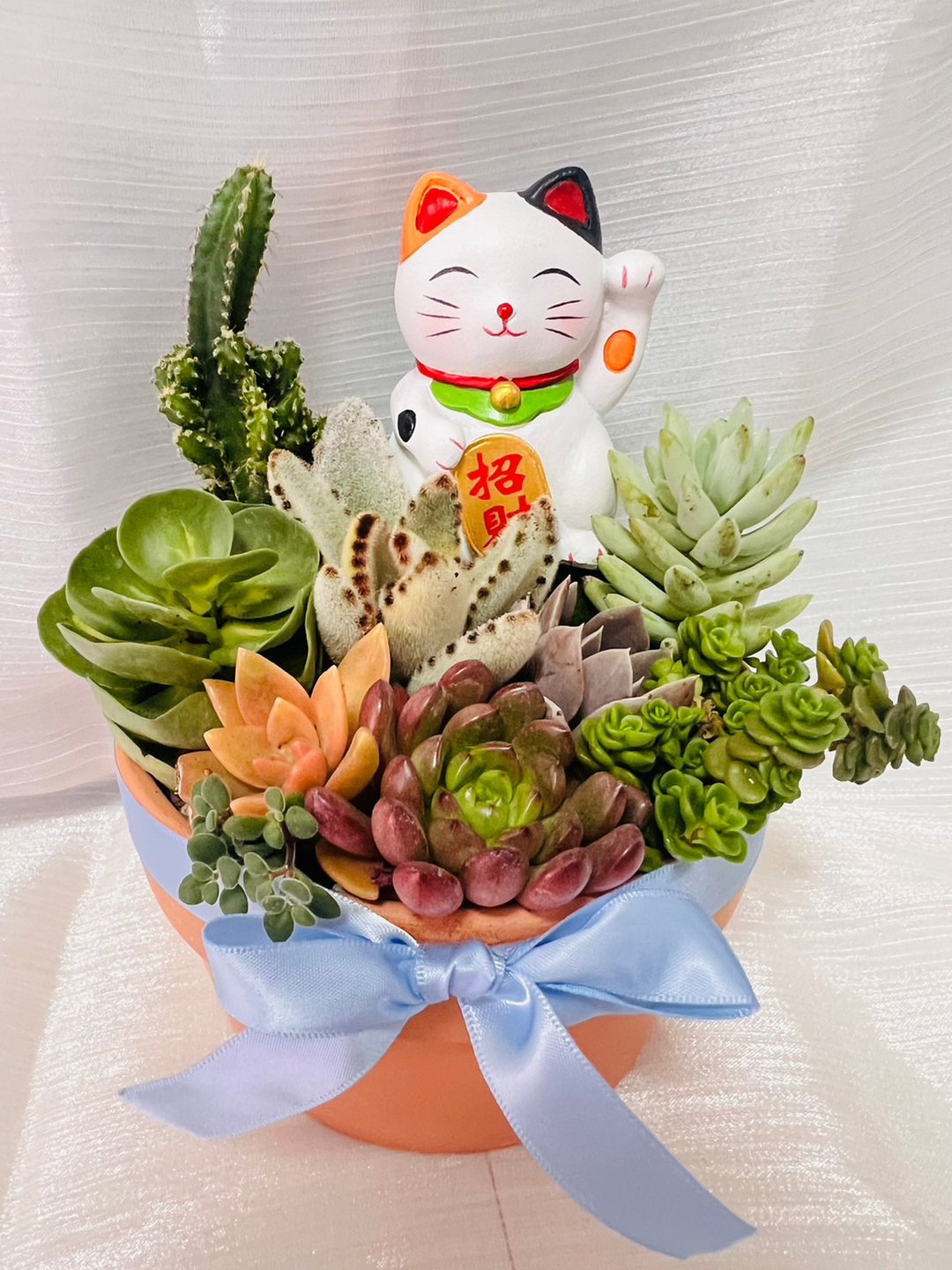 优雅猫咪定制组盆 开幕志庆 新居落成 升官乔迁 婚礼 生日交换礼 - 植栽/盆栽 - 水泥 橘色
