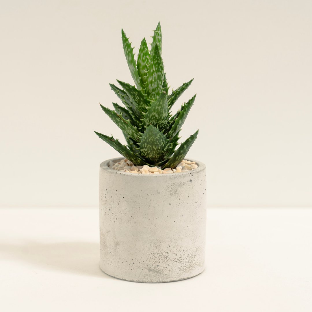 翡翠殿│泥作系列│福所栽 - 植栽/盆栽 - 水泥 绿色