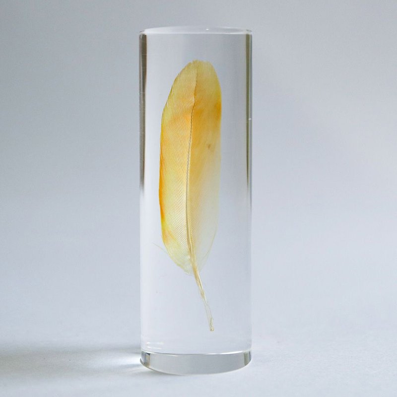 鸟类羽毛标本 桃面牡丹鹦鹉 (黄橘) - 摆饰 - 羽绒 透明