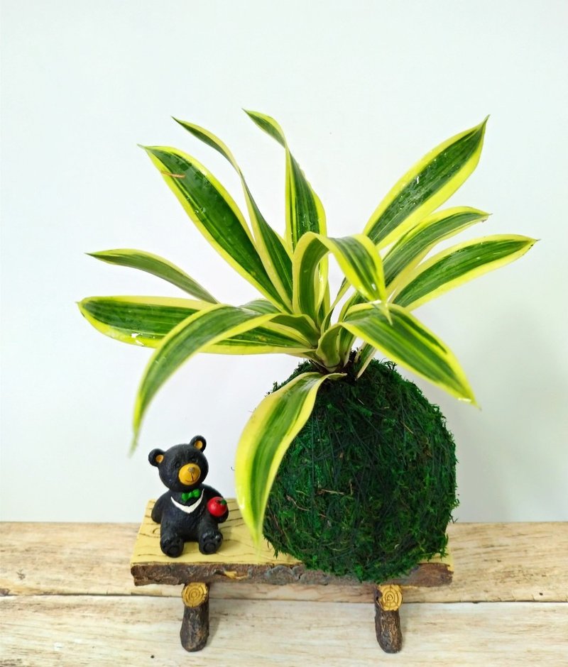 居家幸福苔球 苔玉 绿色水苔 五行幸运植物 黄金百合竹 - 植栽 - 植物．花 