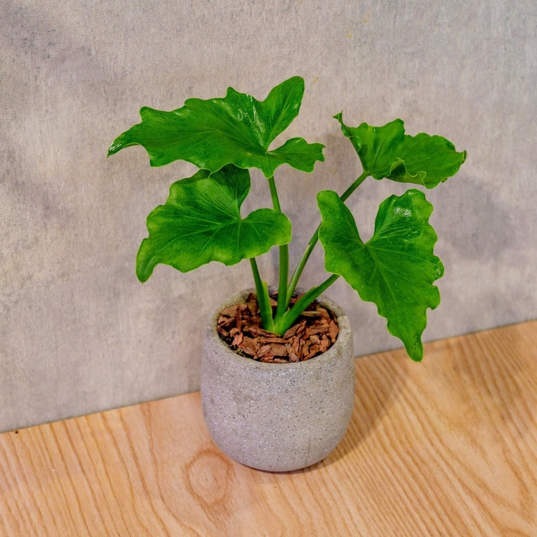 小天使 桌上型水泥盆栽 观叶植物 礼物 盆栽 交换礼物 植物 - 植栽/盆栽 - 植物．花 灰色