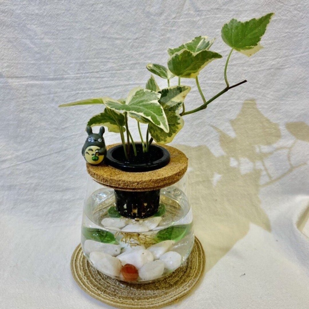 蕨美植栽 室内办公室水耕植栽-常春藤+弧形玻璃瓶 - 植栽/盆栽 - 植物．花 