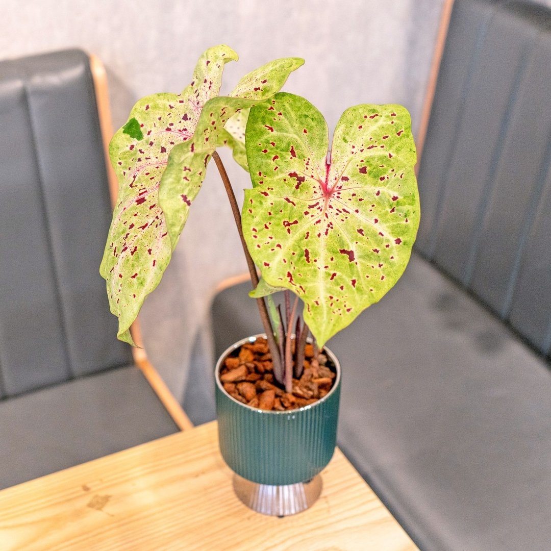 彩叶芋观叶植物 室内摆饰盆栽 银绿色质感直纹高脚花盆 - 植栽/盆栽 - 植物．花 