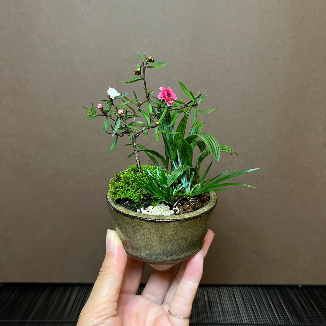 松红梅合植山野草∣迷你豆盆栽 - 植栽/盆栽 - 陶 