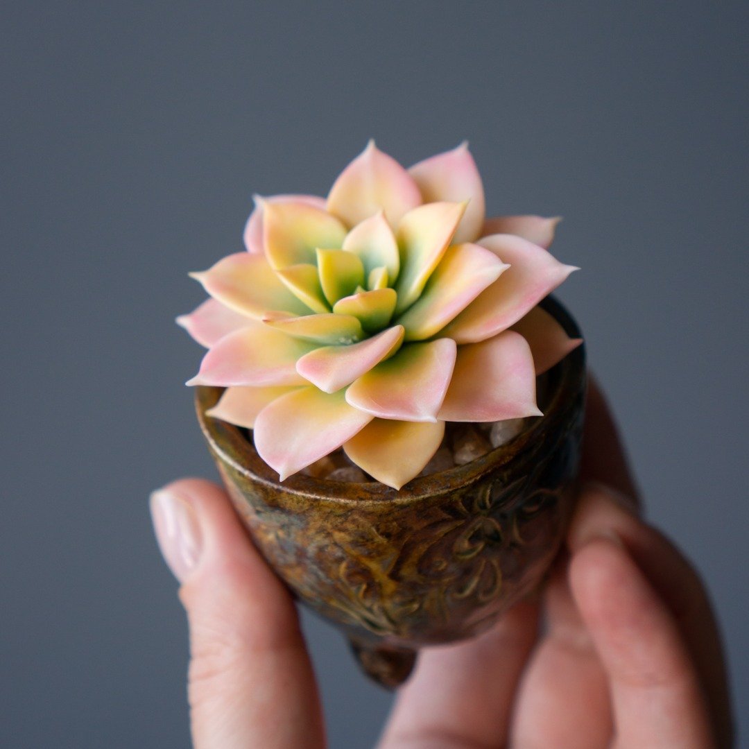带有 Echeveria Golden Glow 的微型珠宝盒 - 收纳用品 - 其他材质 
