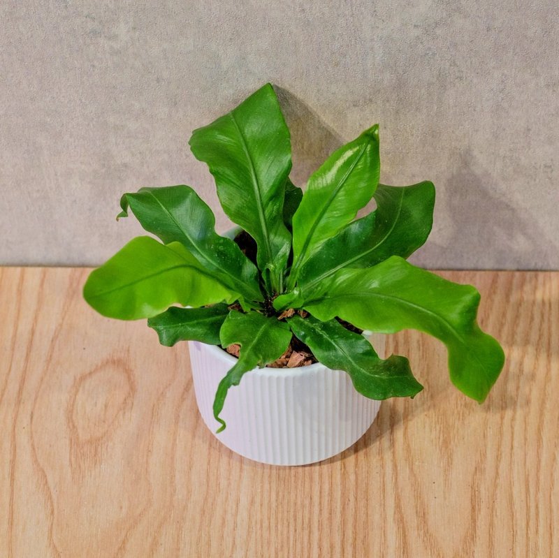 山苏 莫兰迪色系直纹陶盆 室内植物 观叶植物 礼物 盆栽 交换礼物 - 植栽/盆栽 - 植物．花 白色