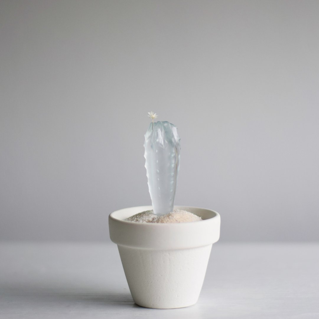 water cactus (small) Azureus - 花瓶/陶器 - 塑料 透明