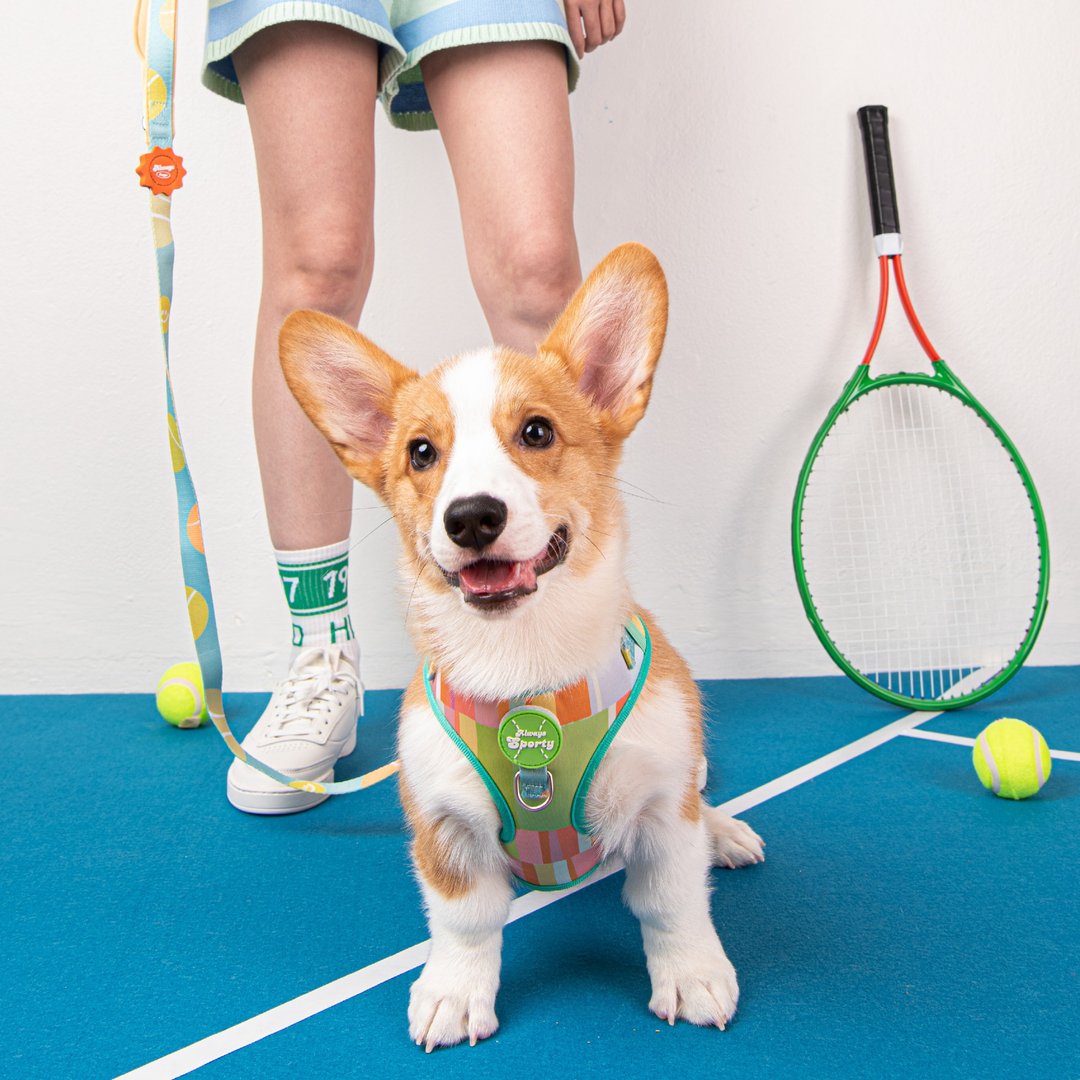 ALWAYS HARNESS SET with leash - ALWAYS SPORTY (GREEN) - 衣/帽 - 其他材质 多色