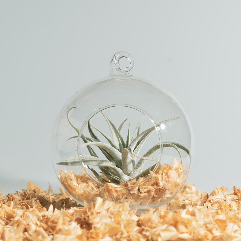 空凤玻璃球 - 哈里斯、女王头  礼物 - 植栽/盆栽 - 植物．花 橘色