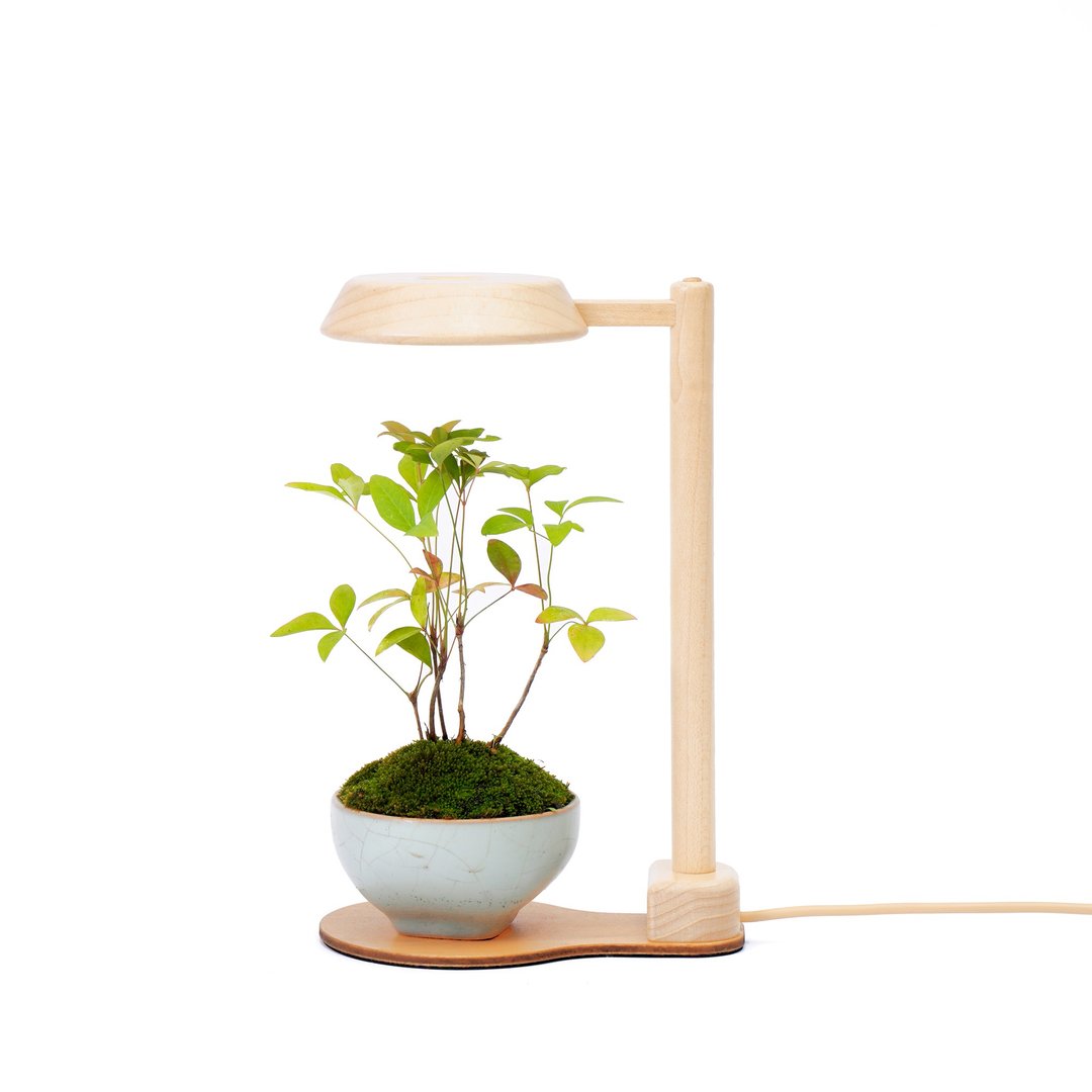 客订【全光谱 植物灯】 拟太阳光 圆台植物灯一般款 | 莳光 - 植栽/盆栽 - 木头 