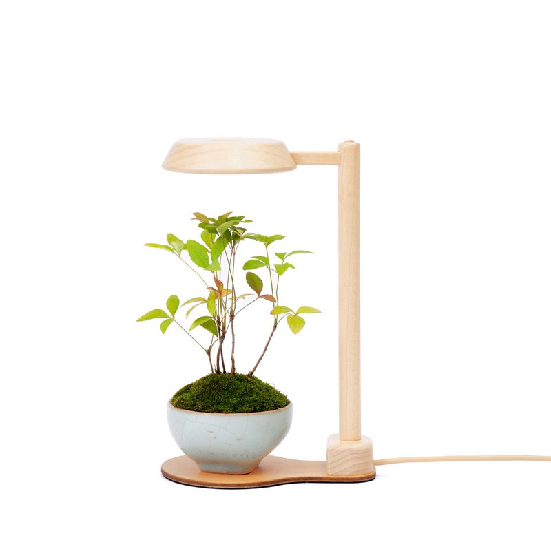 客订【全光谱 植物灯】 拟太阳光 圆台植物灯一般款 | 莳光 - 植栽/盆栽 - 木头 