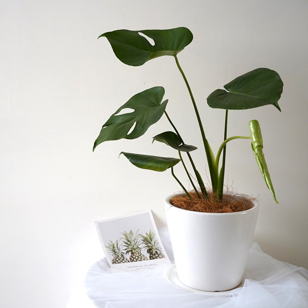 【竒植花物】龟背芋 电信兰 中型盆栽 室内观赏植物 绿化盆栽植栽 - 植栽/盆栽 - 植物．花 