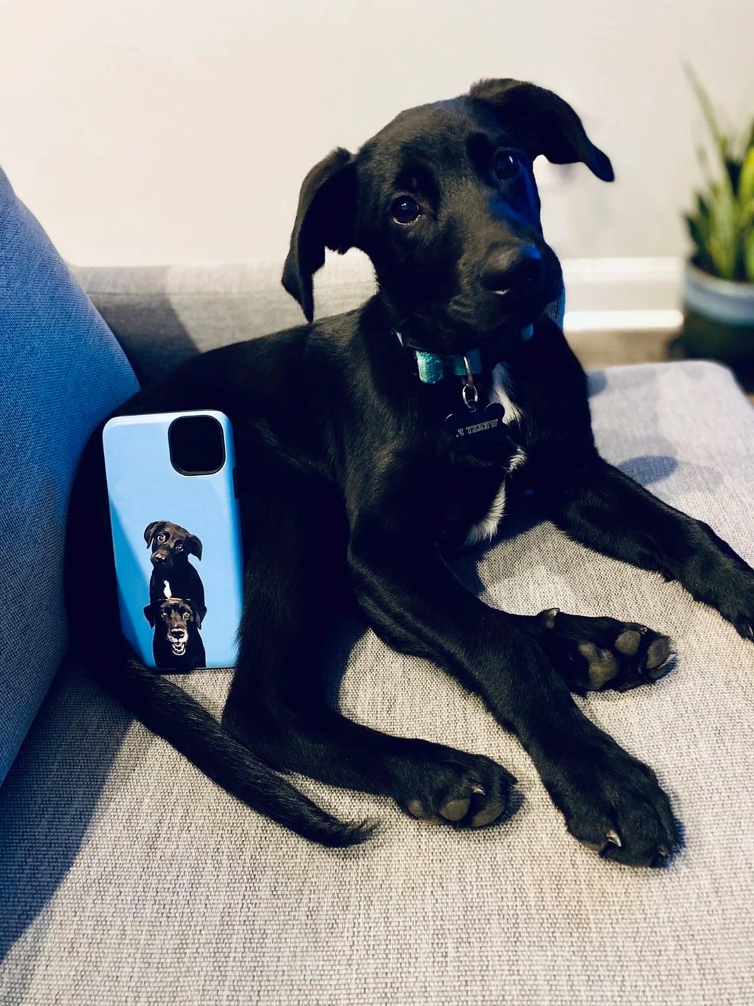定制化手工宠物自画像手机壳 客制化手绘iPhone手机壳毛孩子肖像 - 手机壳/手机套 - 其他材质 多色