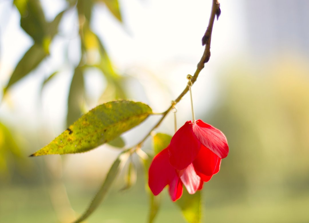 Red Flower Soft pottery earrings Petal Earrings - 耳环/耳夹 - 其他材质 红色