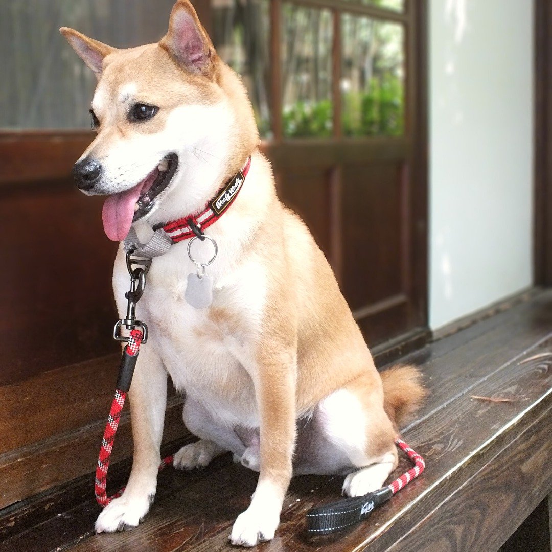 Woofy Woofy 户外圆牵绳 125cm 灿烂红 18KG以下适用 - 项圈/牵绳 - 聚酯纤维 红色