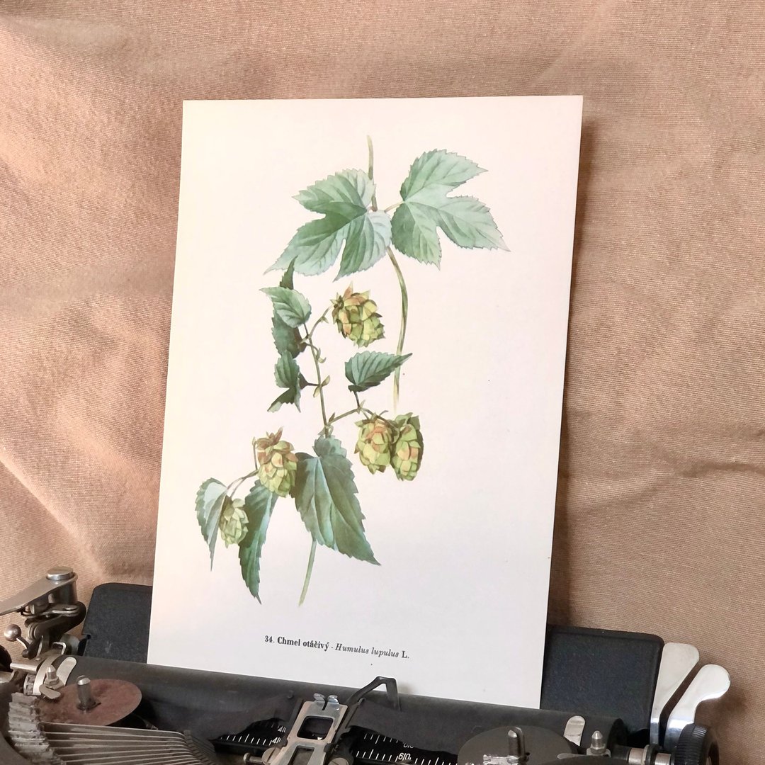 Vintage 捷克植物手绘图鉴 - 蛇麻/啤酒花 Humulus lupulus - 墙贴/壁贴 - 纸 