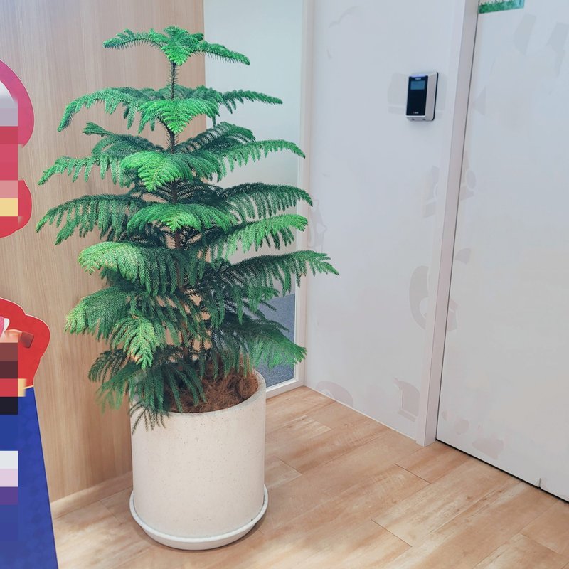 开幕送礼首选-南洋杉 - 植栽/盆栽 - 植物．花 
