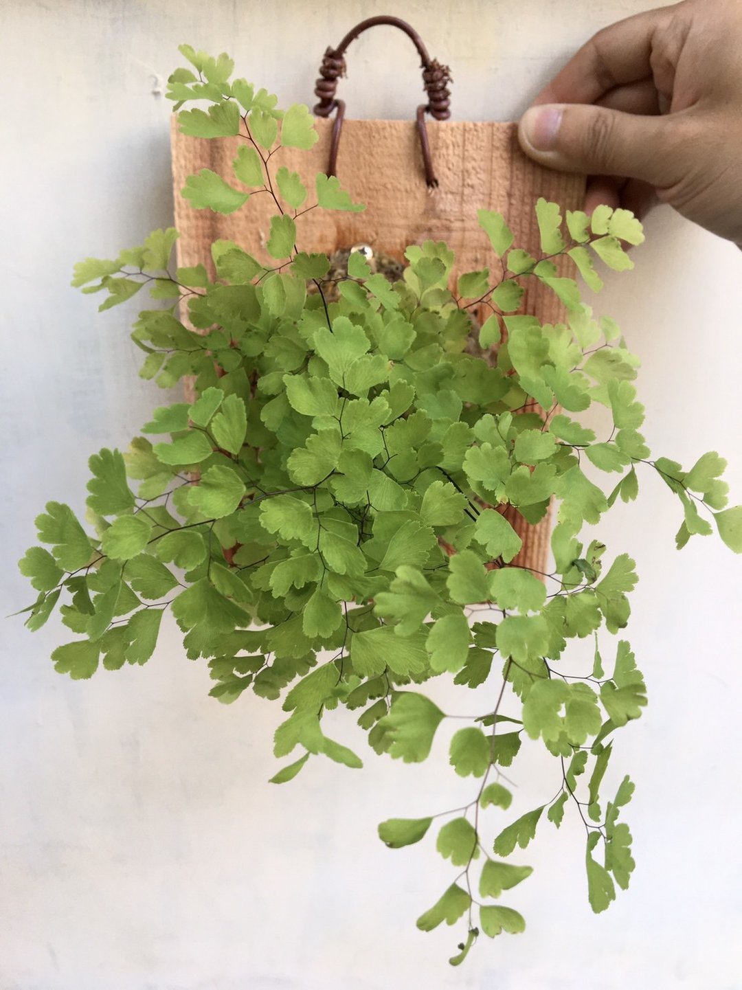 【铁线蕨】植物上板 情人节礼物 生日礼物 观叶植物 室内植物 - 植栽/盆栽 - 植物．花 