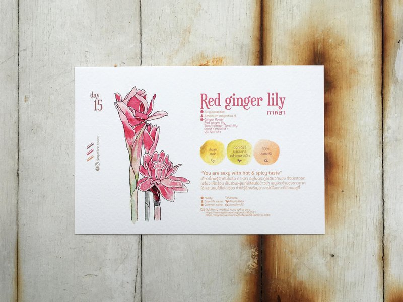 在地花卉明信片 - 第15天 辛辣热情 - 卡片/明信片 - 纸 