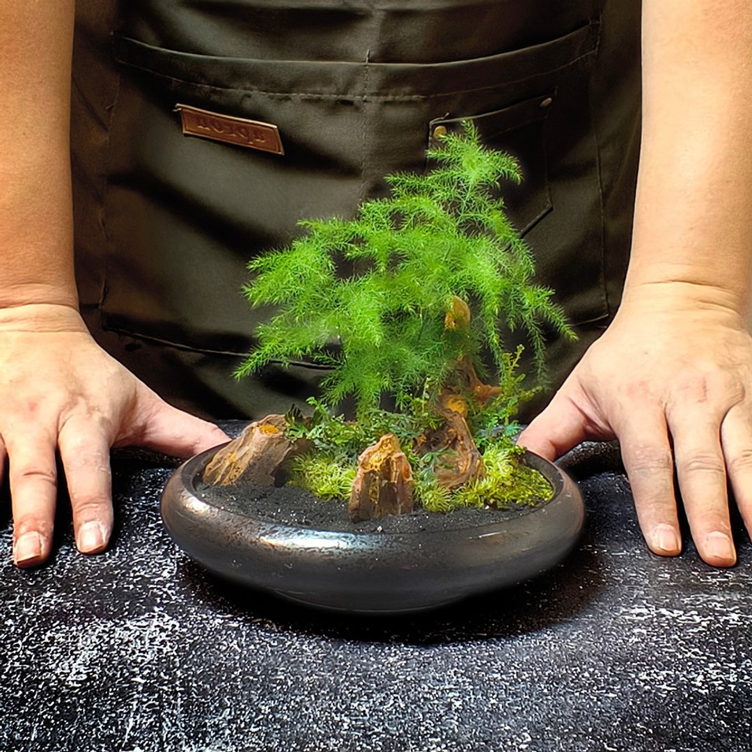 风过竹影 / 小品盆栽系列 - 植栽/盆栽 - 植物．花 