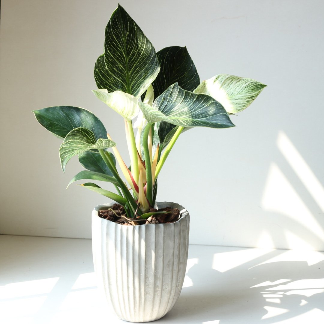 植栽 盆栽 l 柏金曼绿绒 低调高雅大方送礼 室内植物 办公室盆栽 - 植栽/盆栽 - 水泥 