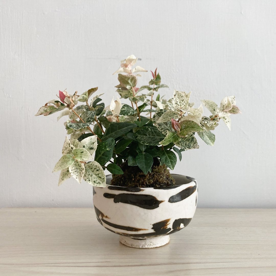 桌上植栽 苔球陶器皿 斑叶络石 - 植栽/盆栽 - 陶 多色