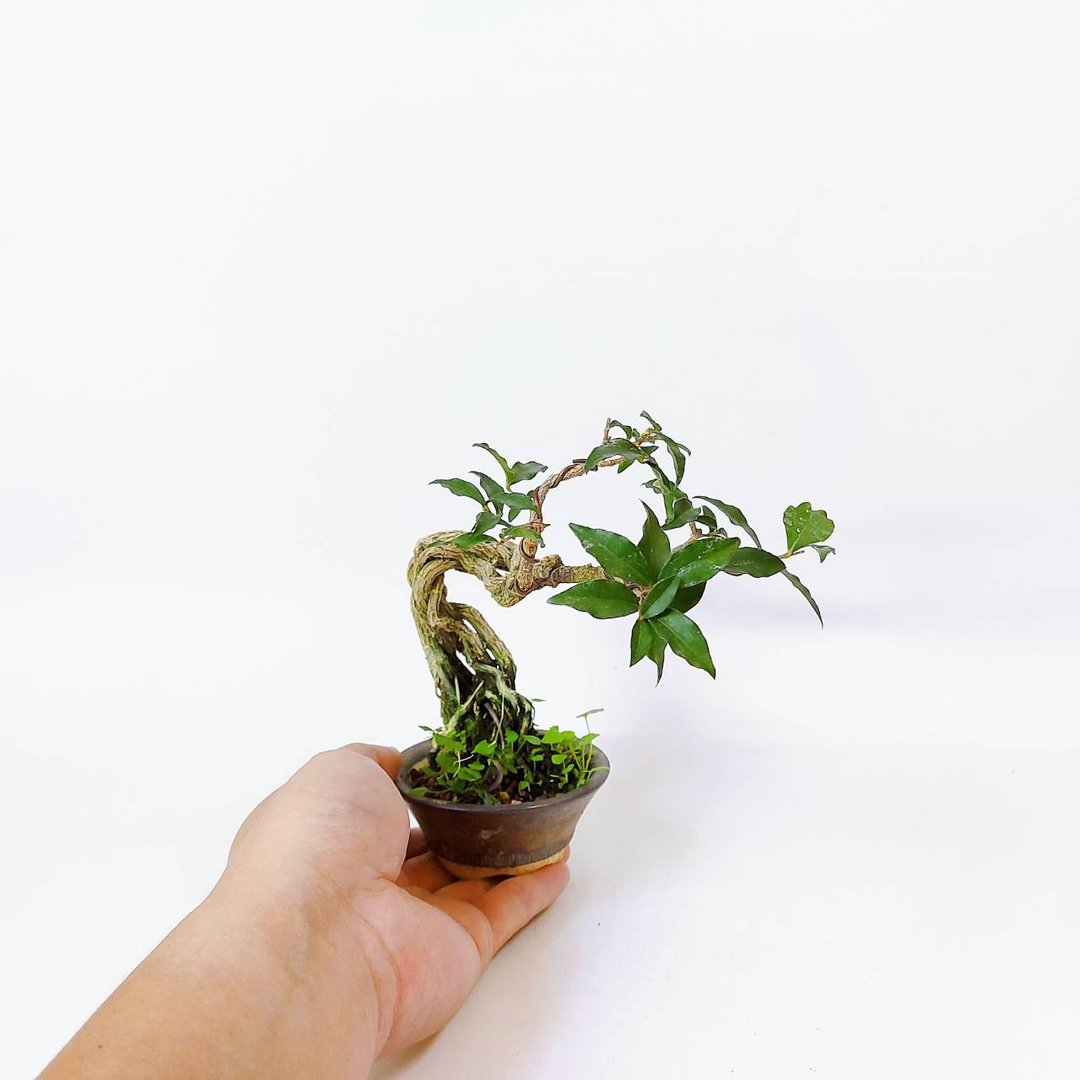 小品盆栽・裸根・李氏樱桃 - 植栽/盆栽 - 植物．花 