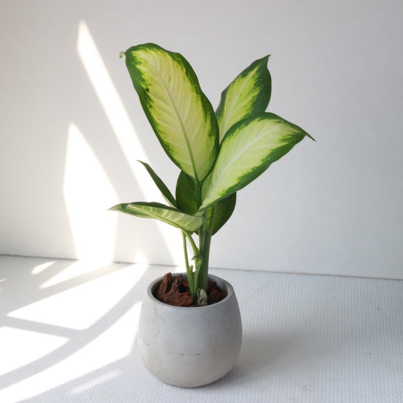 植栽 盆栽 l 玛莉安黛粉叶 百搭胖U水泥盆  朝气绿白大叶 强散光 - 植栽/盆栽 - 水泥 