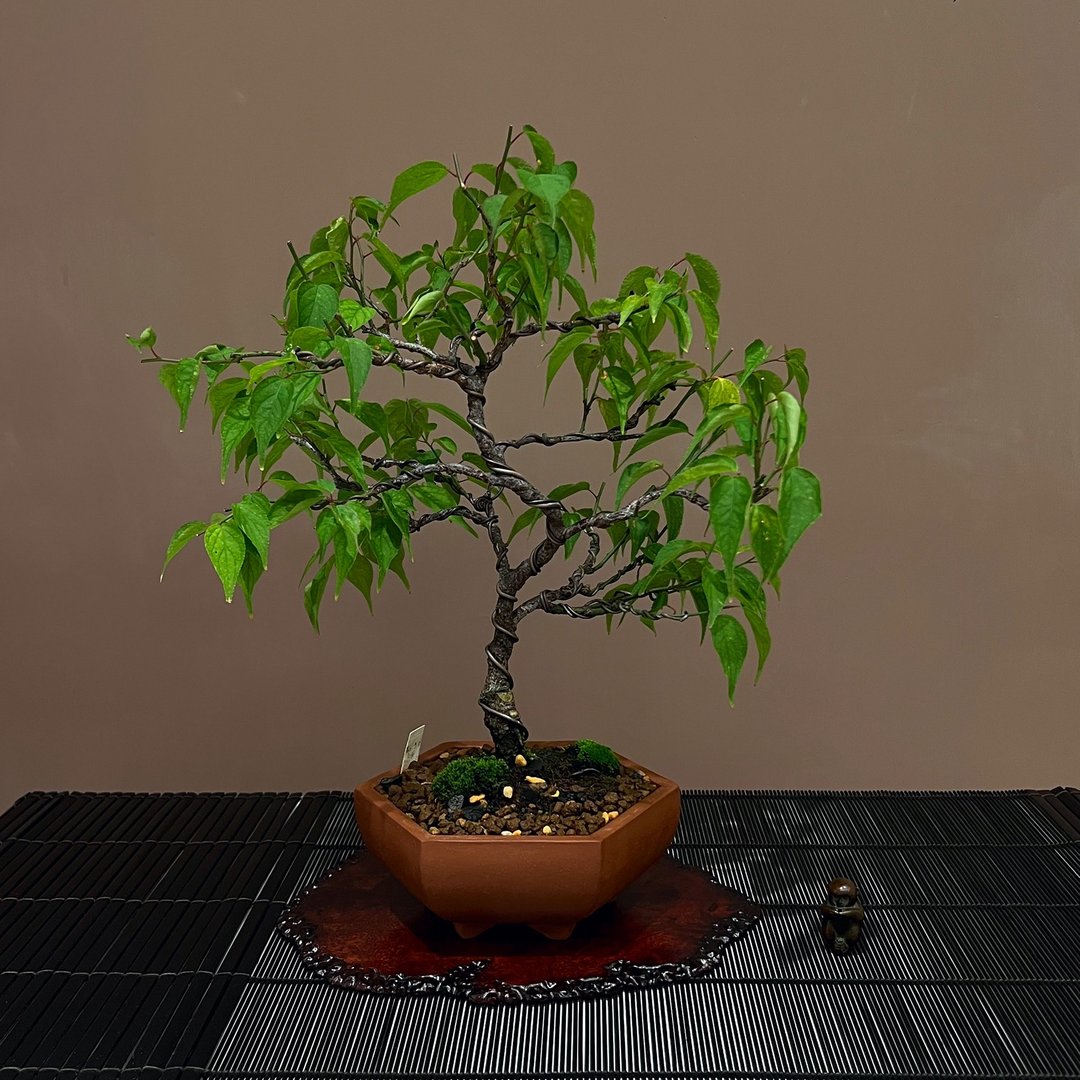 玉光梅ぎょっこう∣小品梅盆栽 香氛梅花 - 植栽/盆栽 - 陶 