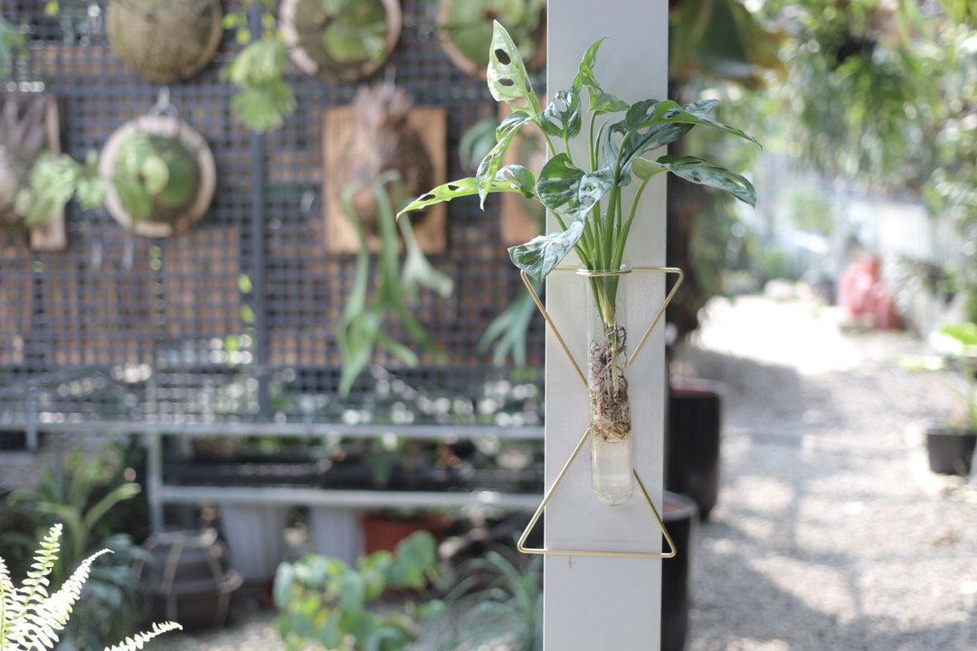 水培植栽│洞洞蔓绿绒_室内植物 壁挂式试管玻璃瓶  交叉试管 - 植栽/盆栽 - 玻璃 