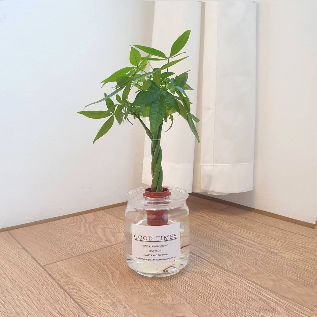 植栽 室内盆栽 植物 发财树 水耕 室内盆栽 - 植栽/盆栽 - 玻璃 绿色