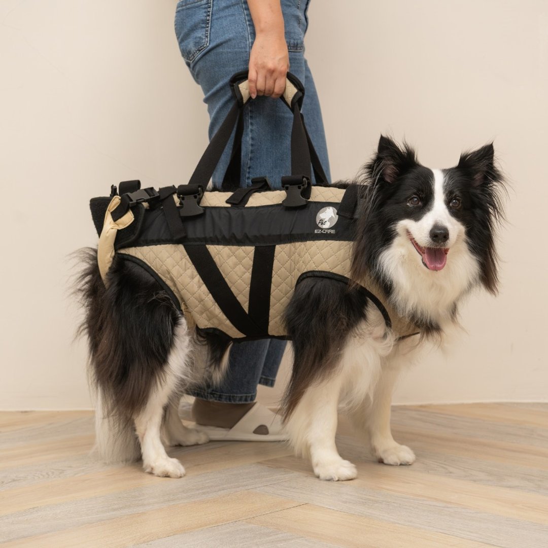 宠物辅助衣 后瘫款M号 辅助带  高龄犬  宠物辅具 上下楼 - 其他 - 其他人造纤维 