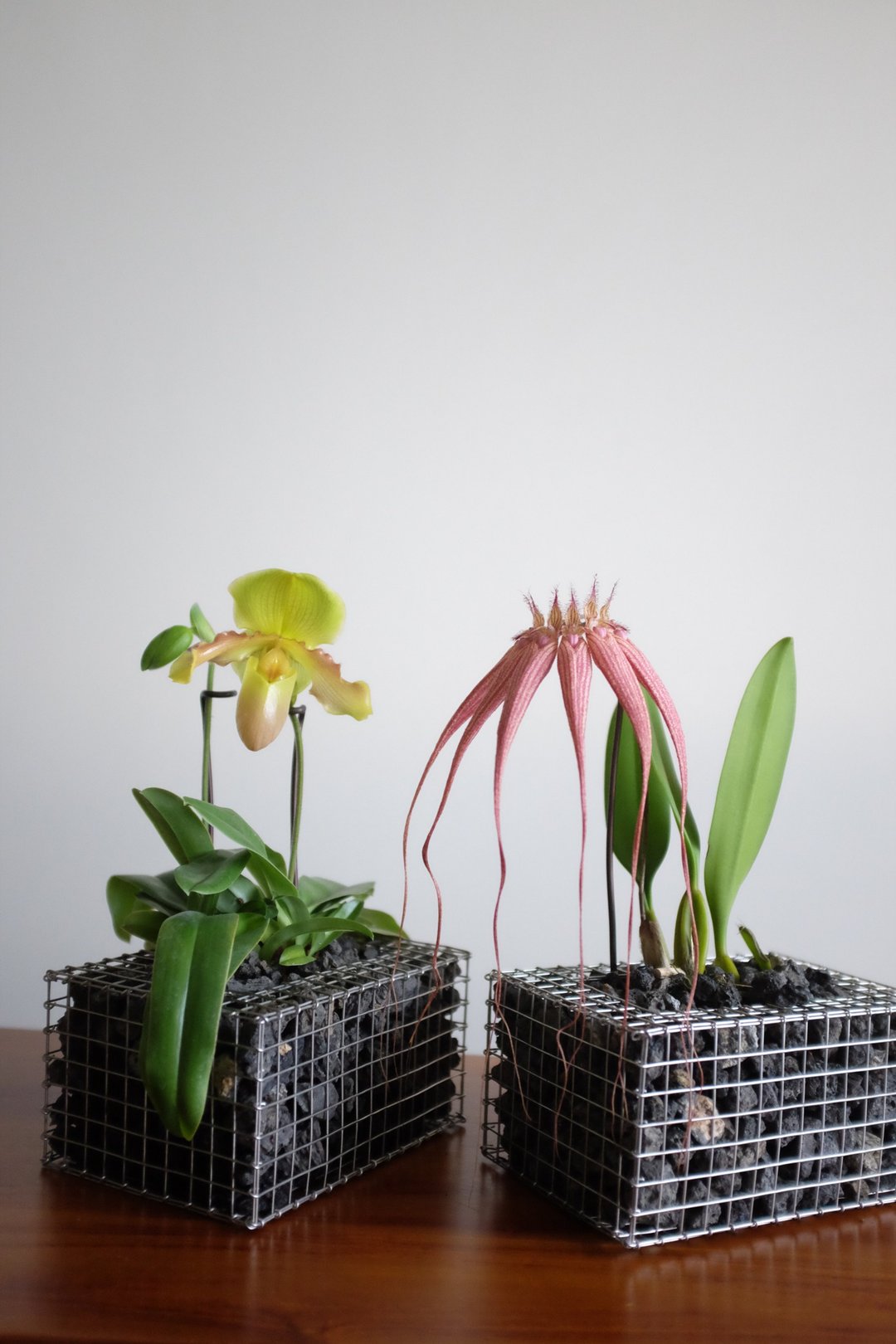 【蛇笼长方盆Gabion Planter】 - 花瓶/陶器 - 不锈钢 银色