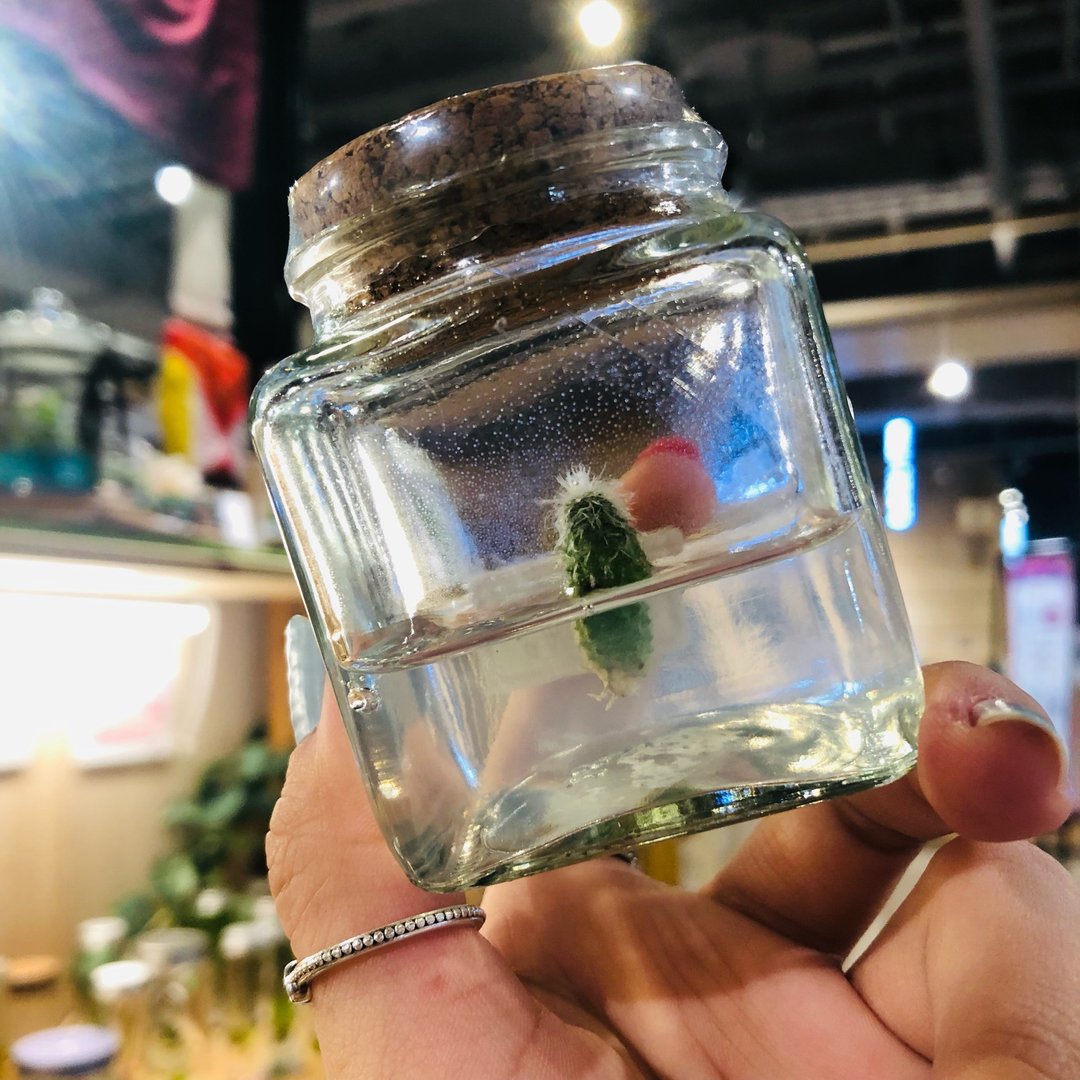 多肉植物 【白宫殿】 小巧可爱的仙人掌 吃果冻长大的植物 - 植栽/盆栽 - 玻璃 透明