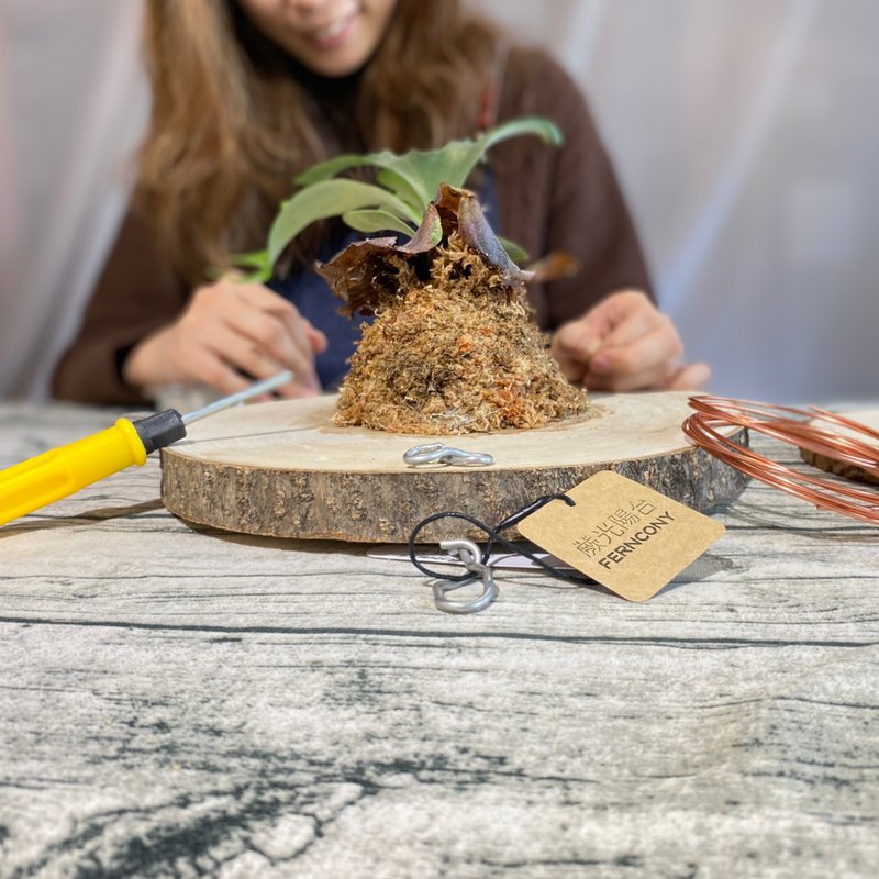 蕨光阳台 蕨类创生手作植板 鹿角蕨上板体验 - 植栽 - 植物．花 