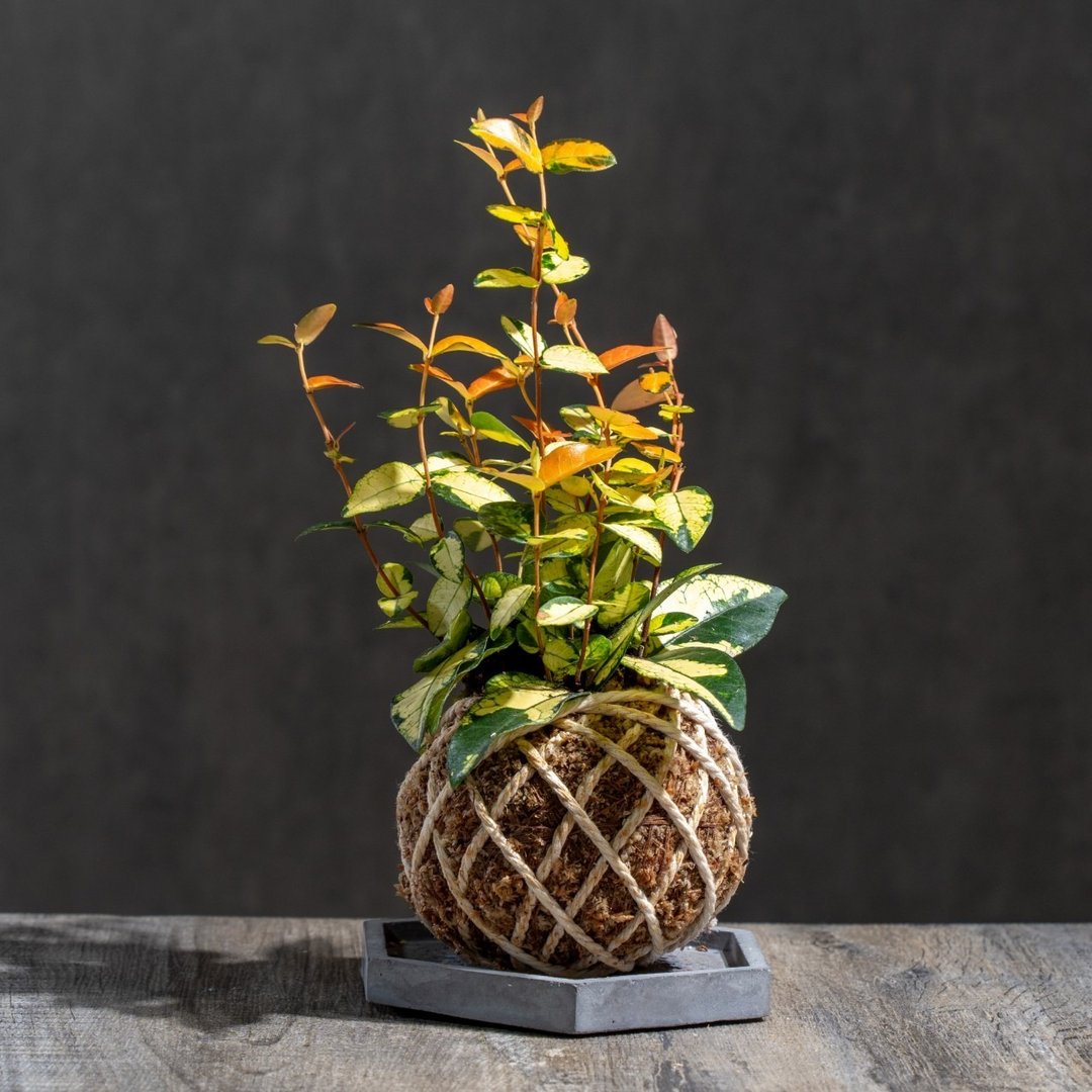 黄金络石苔球 苔球植物 苔玉 室内植物 办公室植物 交换礼物 - 植栽/盆栽 - 植物．花 