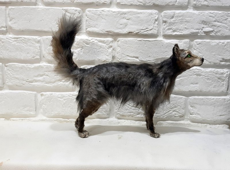 Wolf art doll poseable animal realistic, OOAK Fantasy creature toy plush - 玩偶/公仔 - 其他材质 银色
