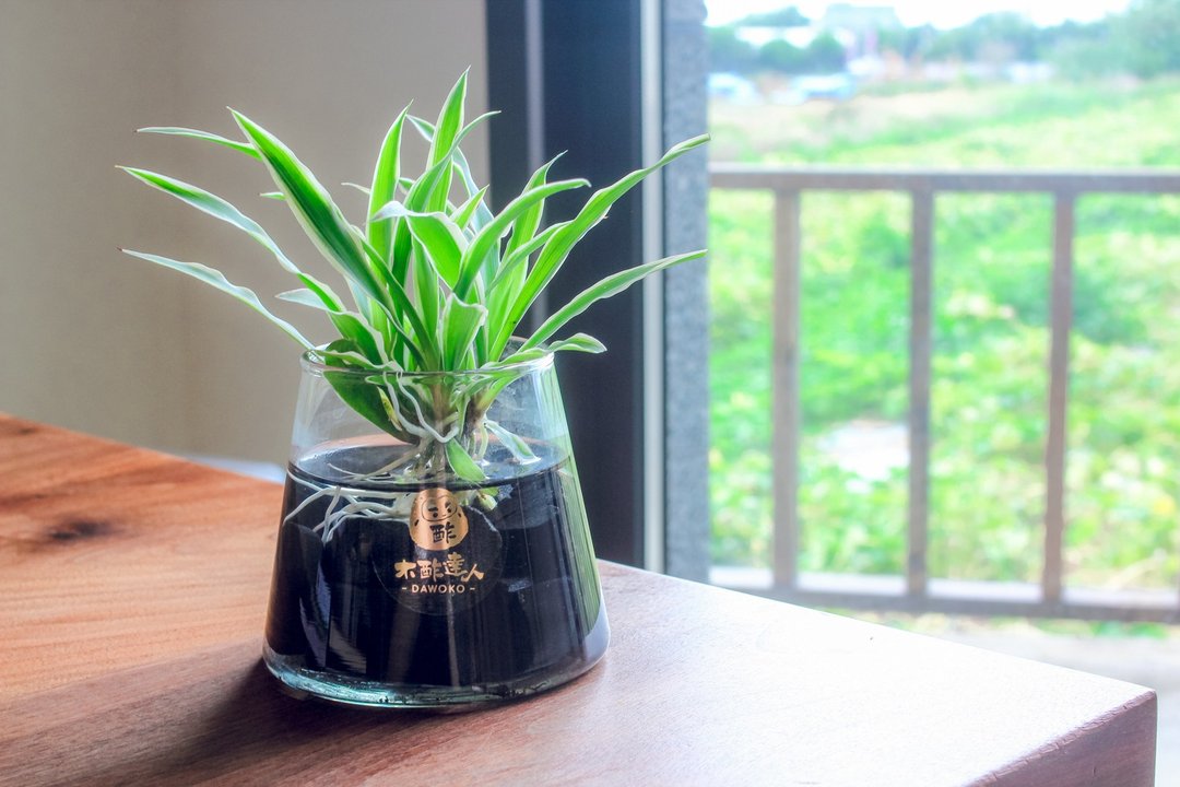 水耕炭盆 | 吊兰   室内植栽/简单照顾/懒人福音 - 植栽/盆栽 - 植物．花 绿色
