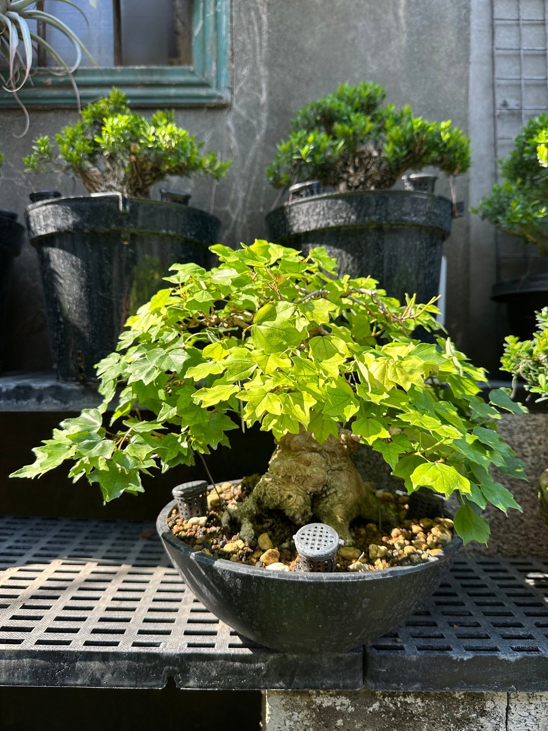 乔迁入厝送礼首选・小品盆栽・日本宫样枫 - 植栽/盆栽 - 植物．花 