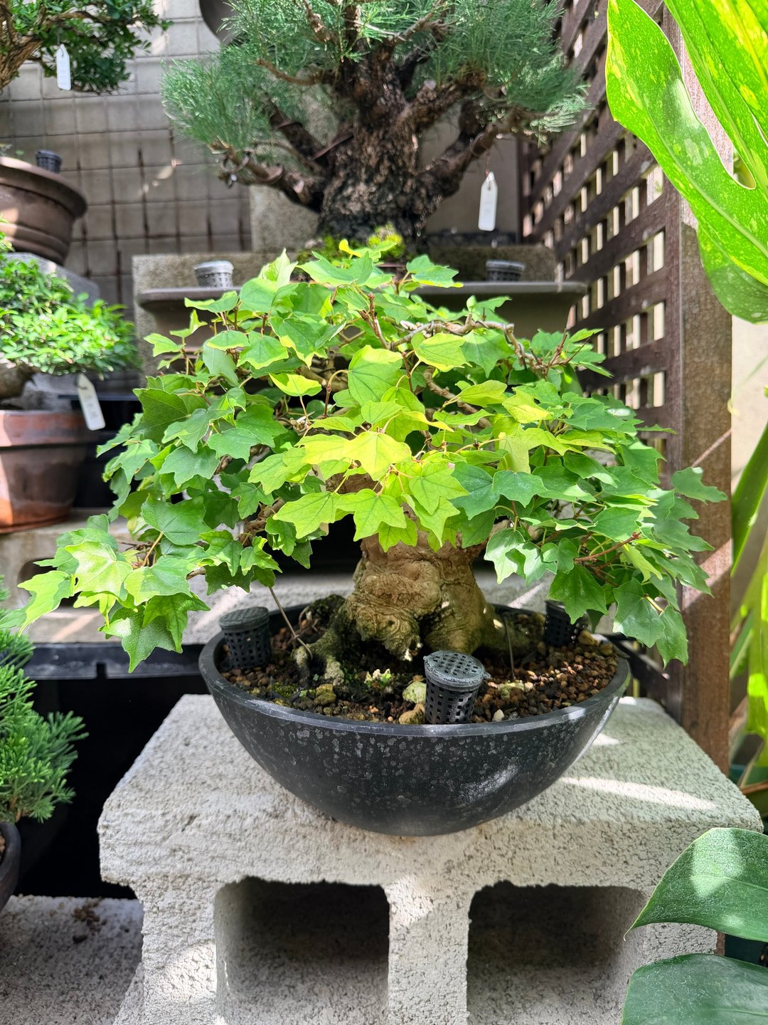 乔迁入厝送礼首选・小品盆栽・日本宫样枫 - 植栽/盆栽 - 植物．花 