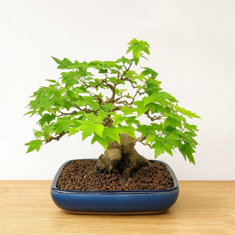 小品盆栽・日本宫样枫・ミヤサマカエデ - 植栽/盆栽 - 植物．花 