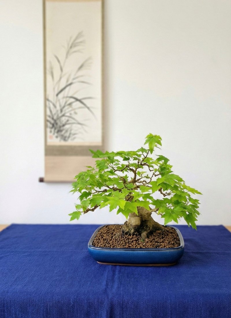 小品盆栽・日本宫样枫・ミヤサマカエデ - 植栽/盆栽 - 植物．花 