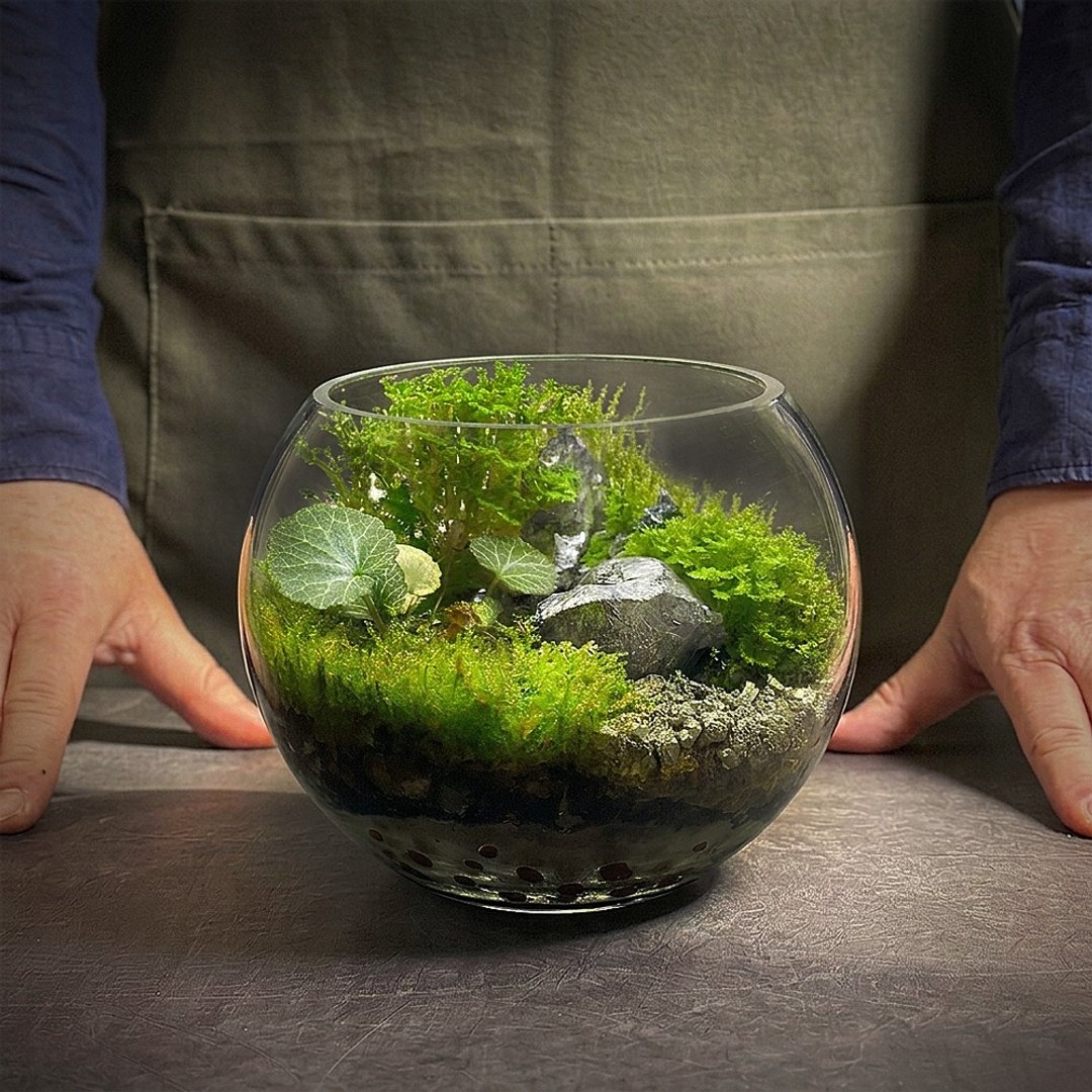 赫兹能量 / 矿石水晶定制化景观生态缸 - 植栽/盆栽 - 植物．花 
