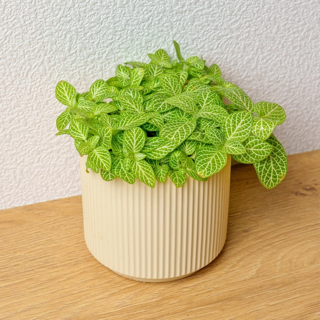 柠檬网纹草 莫兰迪色系直纹陶盆 室内植物 观叶植物 礼物 盆栽 - 植栽/盆栽 - 植物．花 黄色