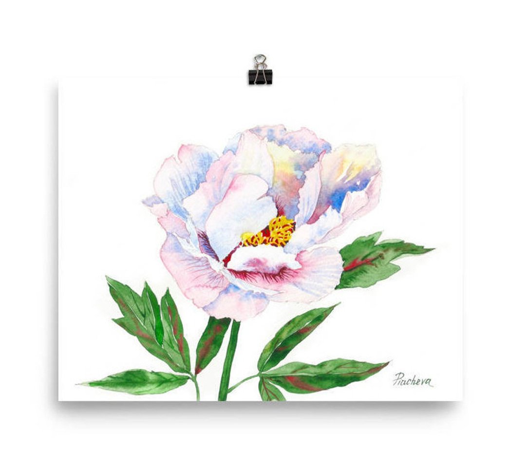 Peony. White and Pink in the Garden, Watercolor Flowers for Gift - 海报/装饰画/版画 - 纸 粉红色