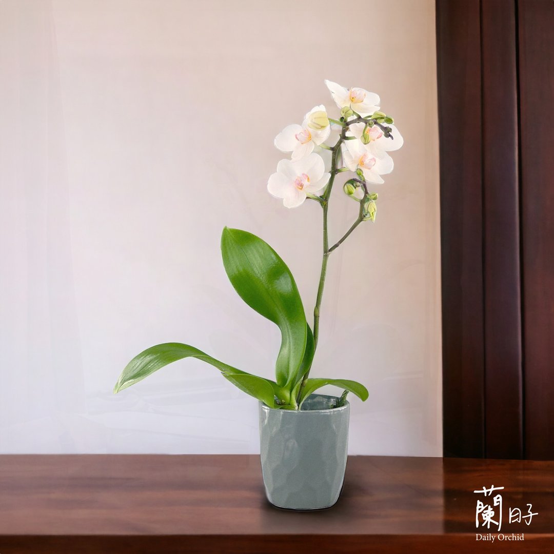 蝴蝶兰盆栽/开幕/升迁/新居落成/节日/场地布置 送礼-优雅白 - 植栽/盆栽 - 植物．花 白色